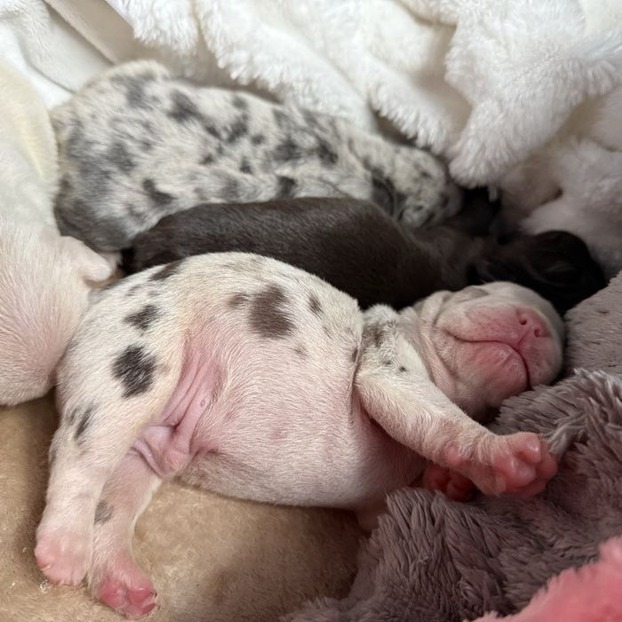 Щеночки французкого бульдога:)