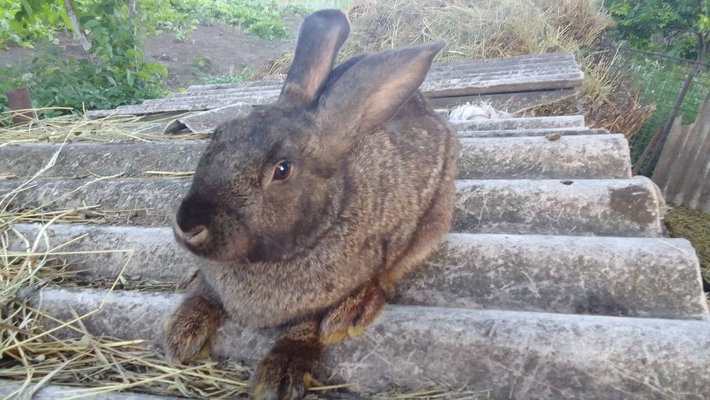 Продаж кролів (Домашніх)