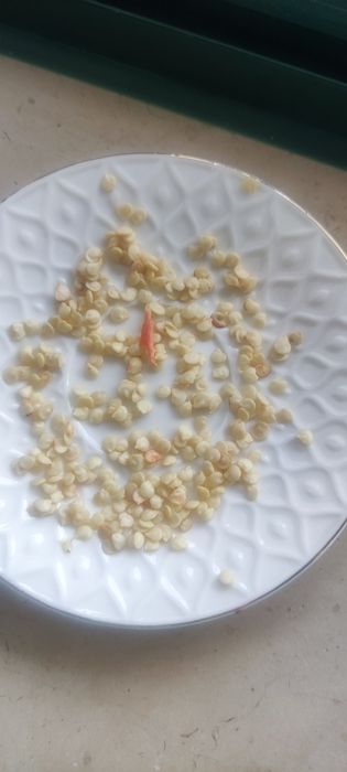 Sementes Pimento padron