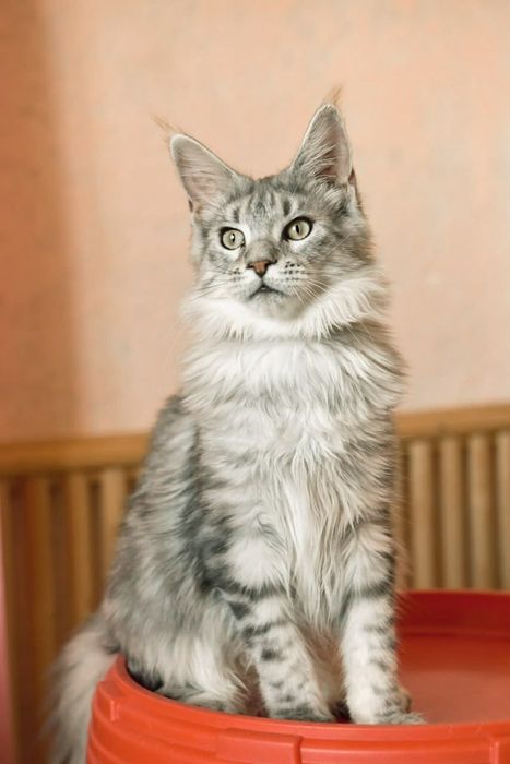 Шикарная серебряная девочка