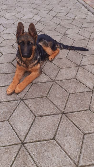 Породиста німецька вівчарка.