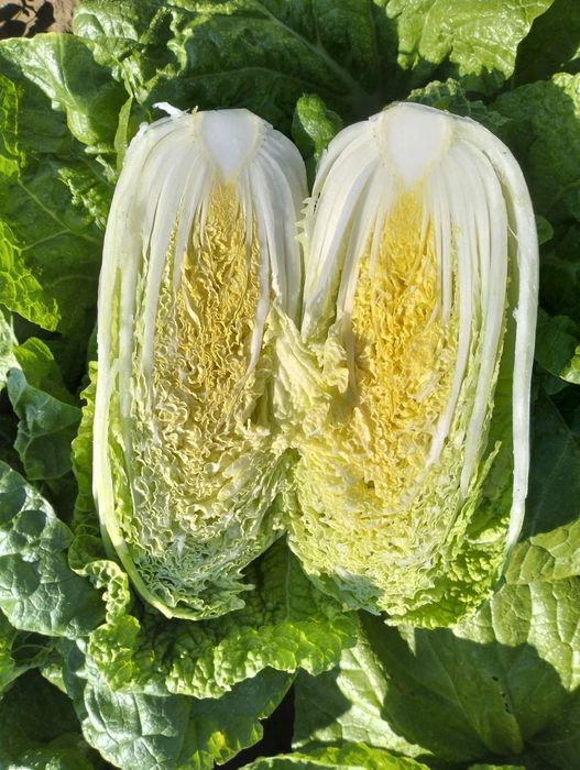 Продам пекінську капусту