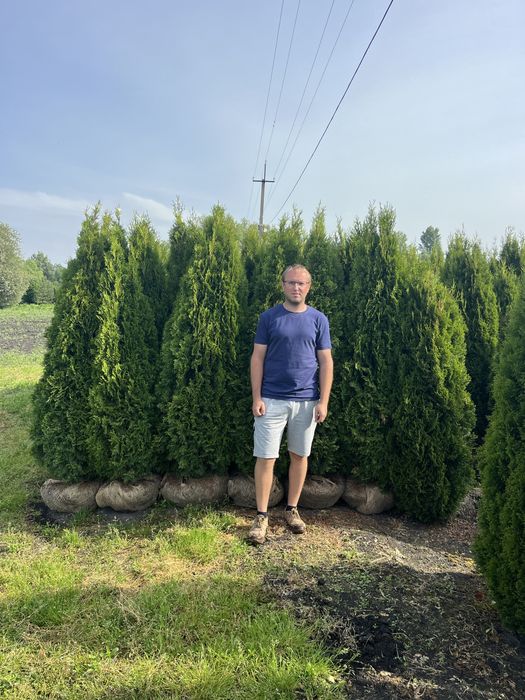 Туя західна Смарагд 2м. Київ