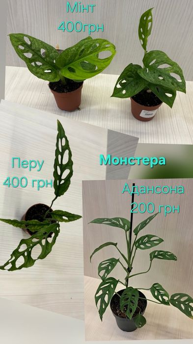 Монстера, каланхоє, маранта