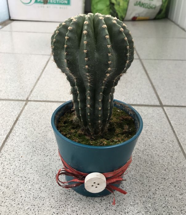 Кактуси в ринках