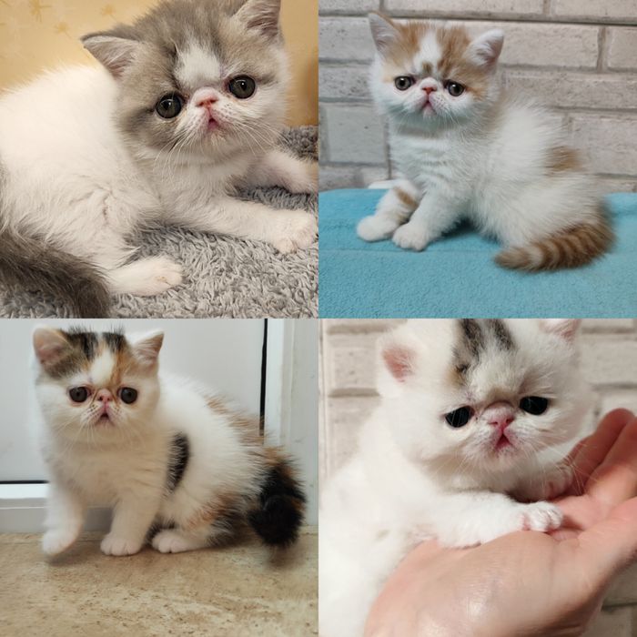 Питомник предлагает котят