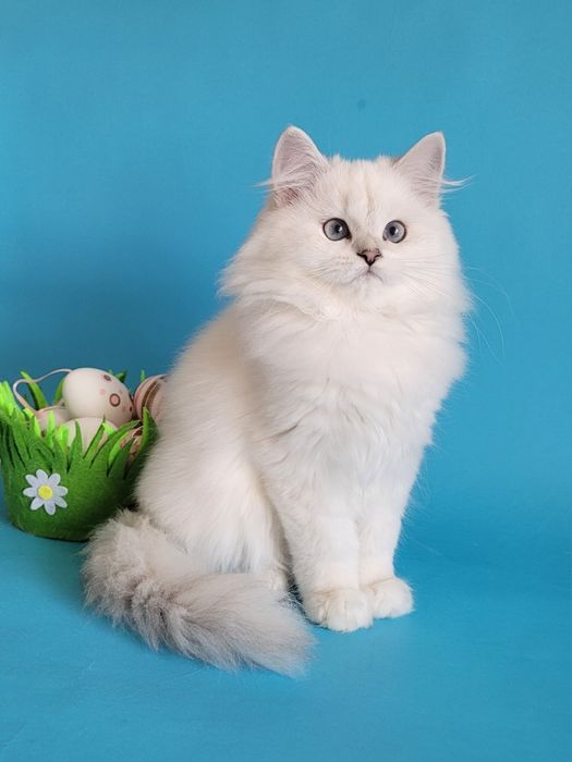 Срібляста шиншила поінт британські кошенята