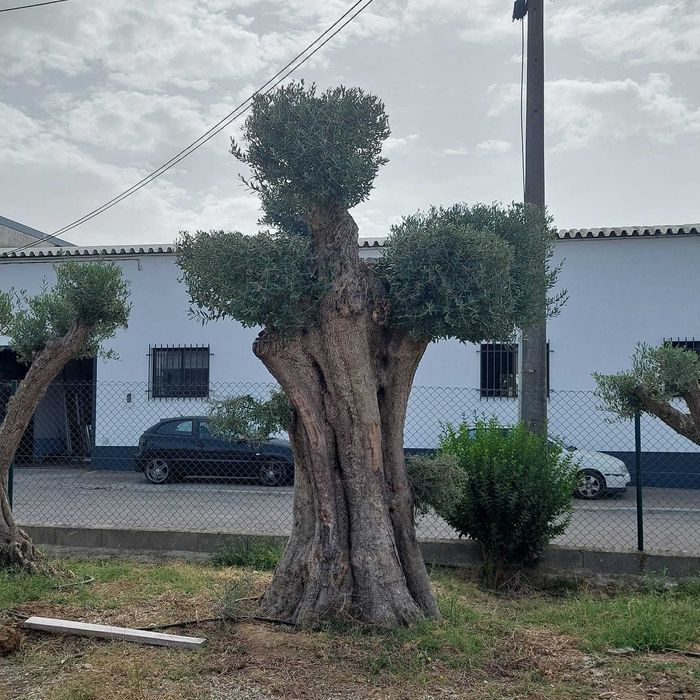 Oliveira Centenária Bonsai »»» must-have for landscape architecture!