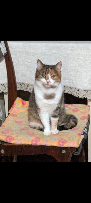 Кошечка шукає нову родину