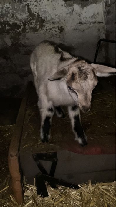 Метис молочного напрямку ( альпійська/зааненський тип )