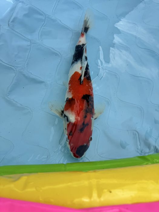 Carpa koi showa .