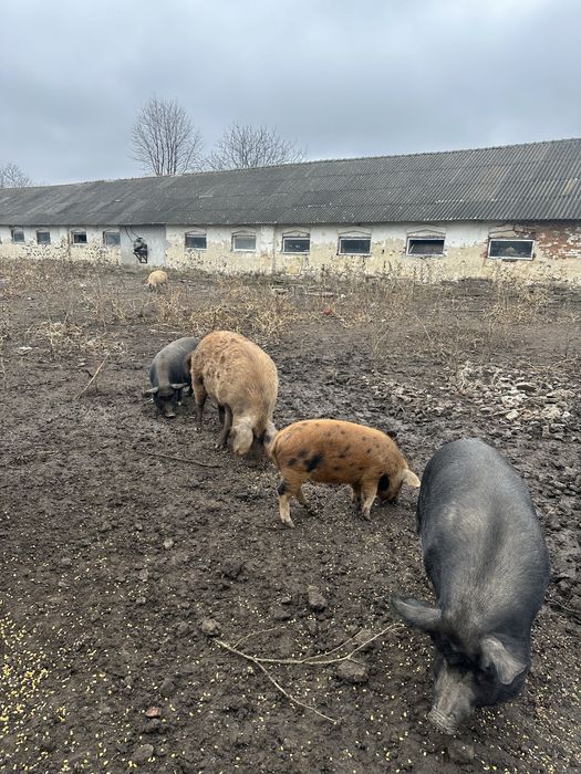 Мангали мангальскі свині вʼєтнамські