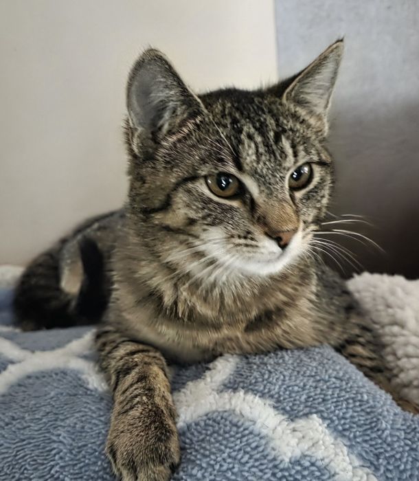 Kotka ok.5.5 miesiąca szuka kochającego domku.