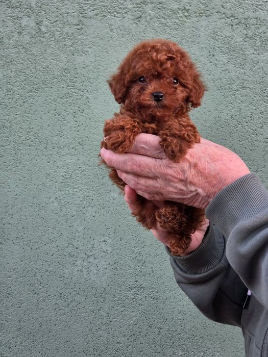 Пуделі від заводчика янтарний редбраун