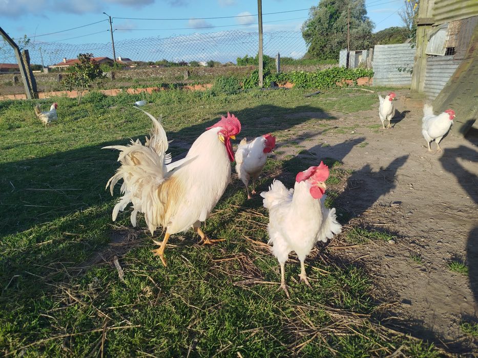 Ovos incubação leghorn white