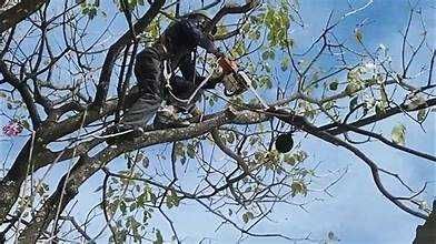 limpezas de terrenos  corte e abate de árvores corte em altura