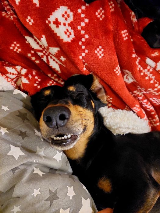 Кобель для вязки