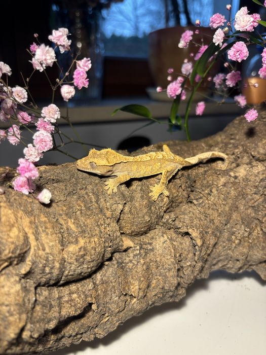 Sprzedam młode gekony orzęsione