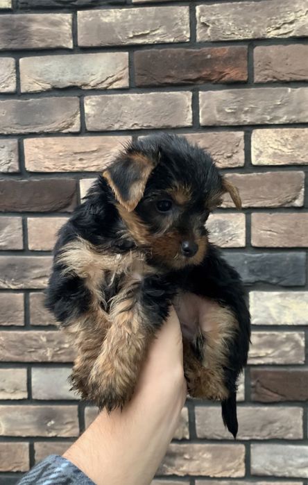 Маленткі йорки хлопці та дівчата