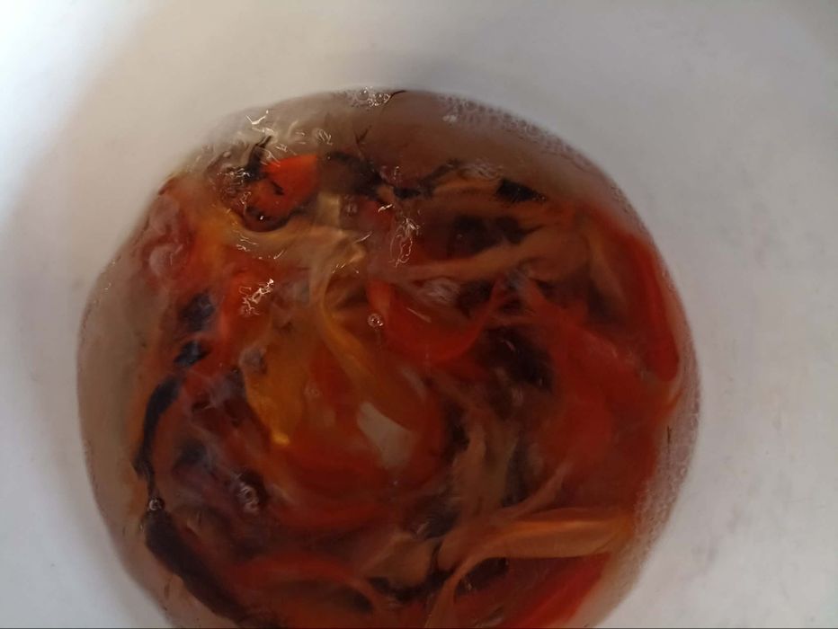 Lin karp koi karaś ozdobny amur tołpyga