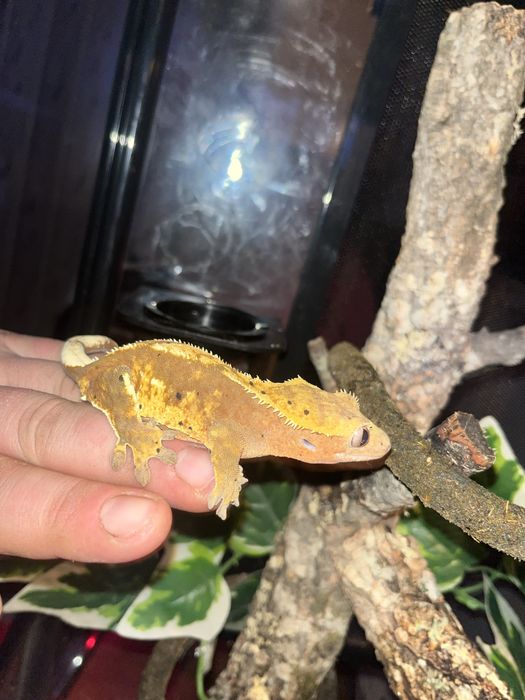 Gekon orzesiony Samica