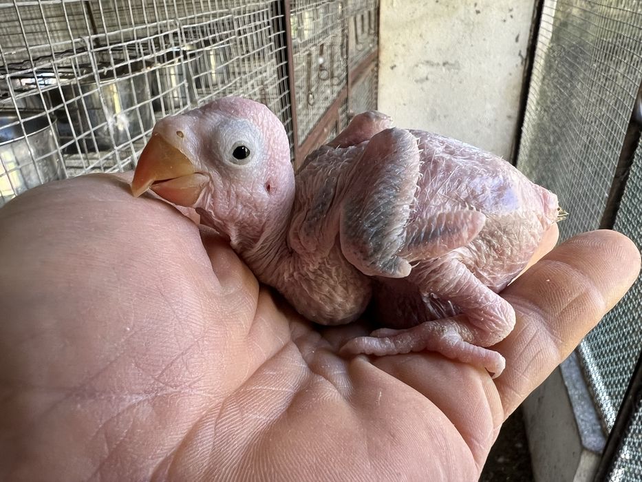 RING NECK BEBÉS 4 AVES