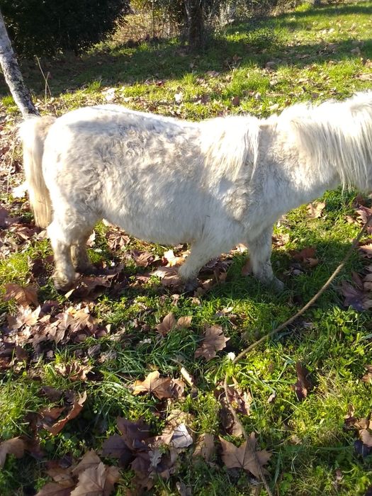 Pônei prenha   linda