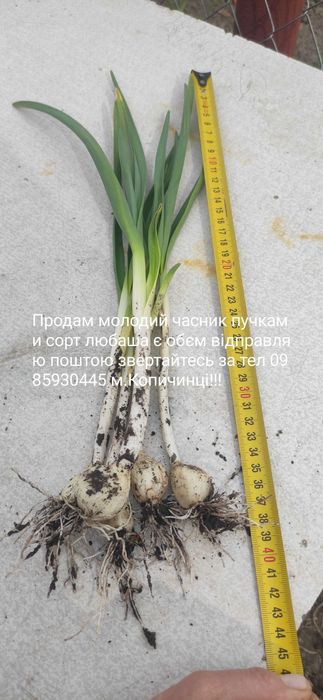 Часник сорт любаша