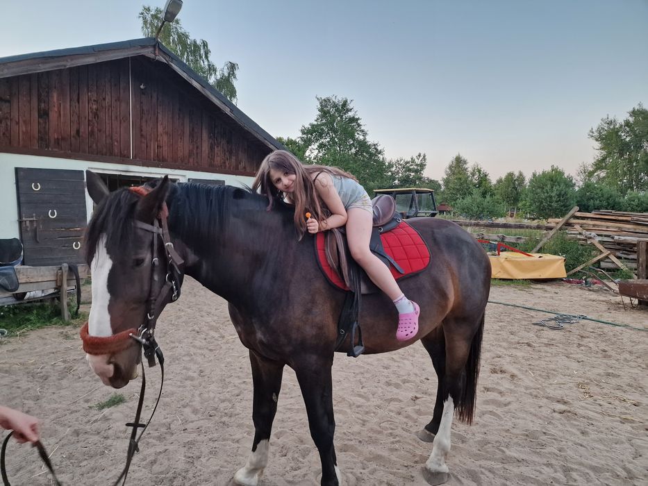 Wysoki malowany wałach typ szlacheny