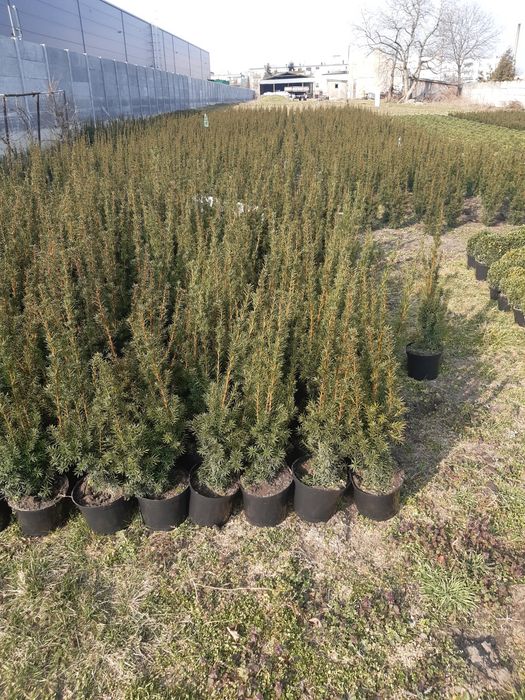 Cis hicksii hilli baccata 80cm taxus