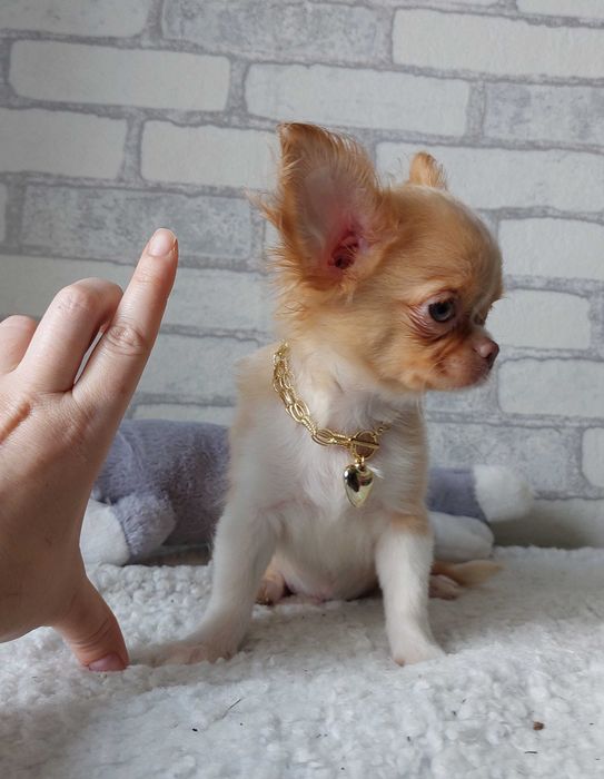 довгошерсті Чихуахуа Хлопчики з документами КСУ/FCI