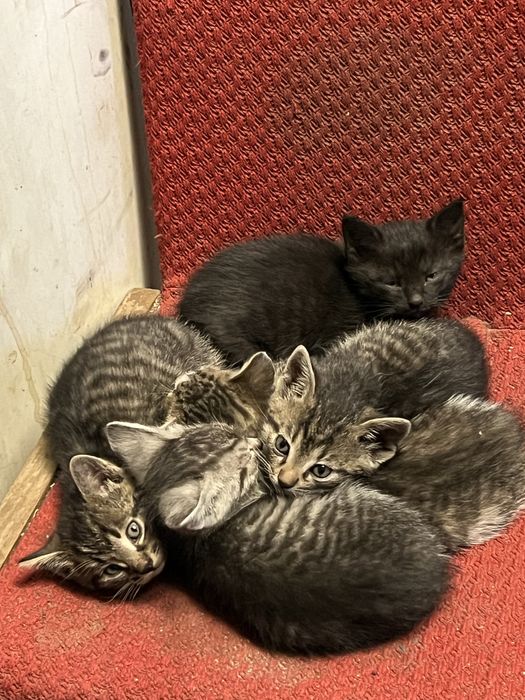 Oddam 2 miesieczne zdrowe odrobaczone koty