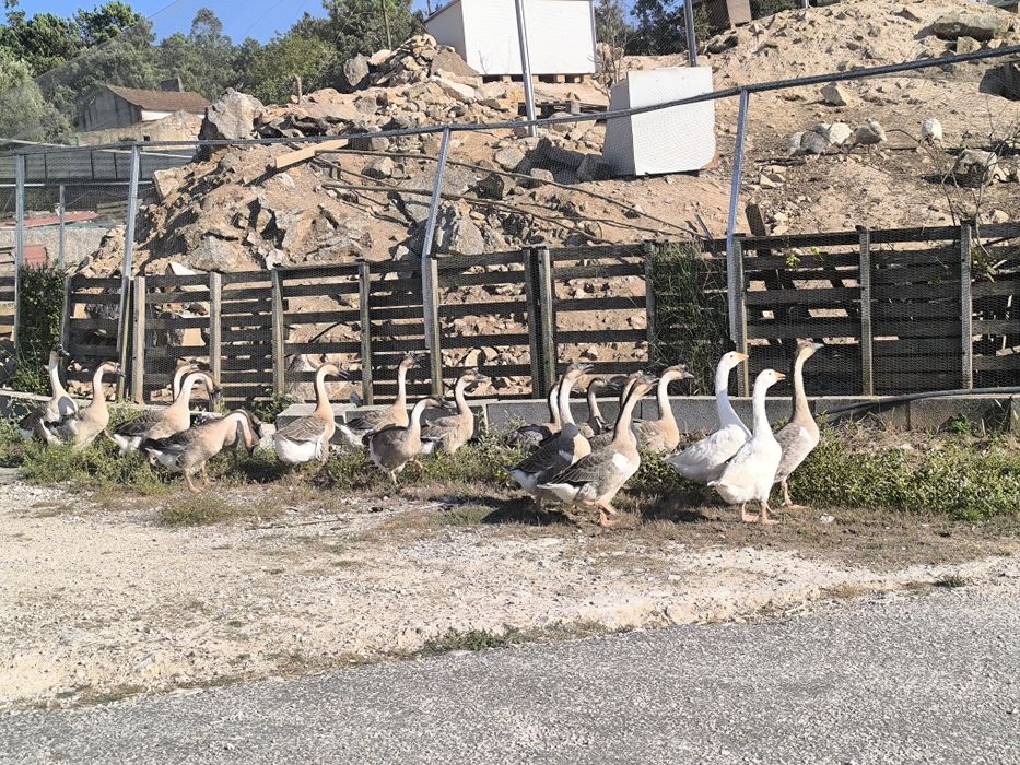 Gansos da Guiné novos deste ano grandes