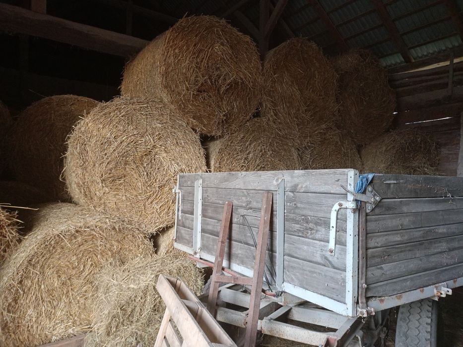 Słoma pszenżytnia 120x130