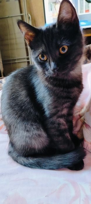 Віддам в добрі руки кошеня