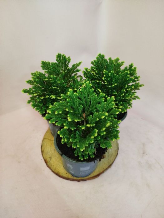 Антуріум,селагінела,хойя,драцена,шефлера,каланхоє