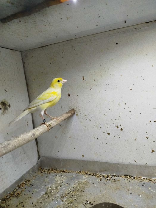 Kanarki miniatura Hiszpańska