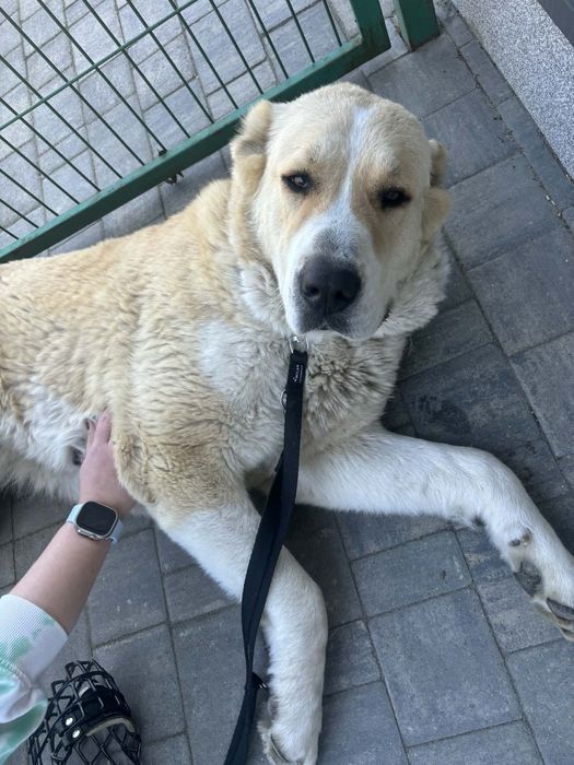 Azja. Owczarek azjatycki do adopcji