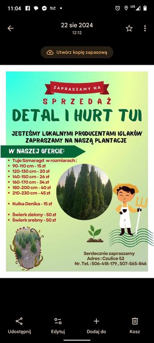 Tuja szmaragd 100 cm