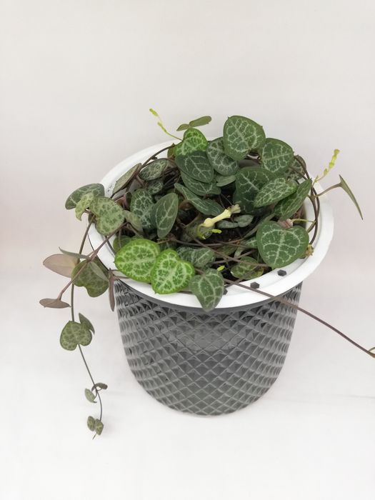 Церопегия, церопегія