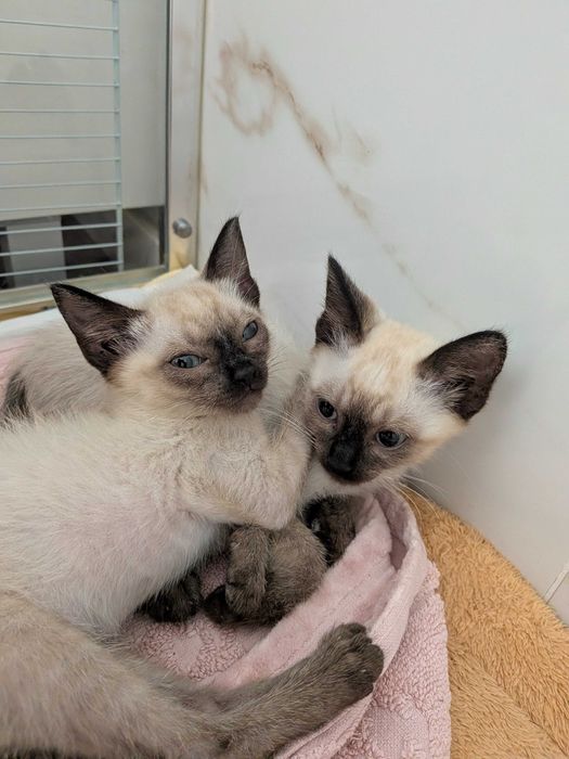Gatinhos bebés fêmeas