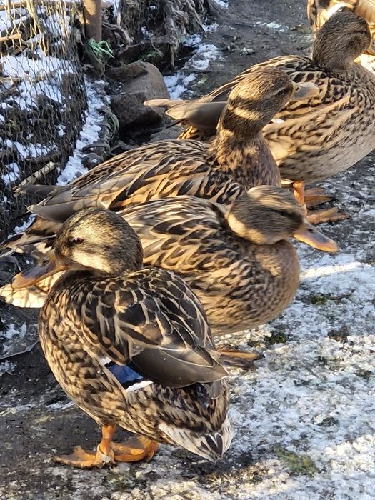 Kaczki krzyżówki sprzedam.