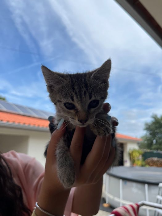 3 gatos bebés para adoçao