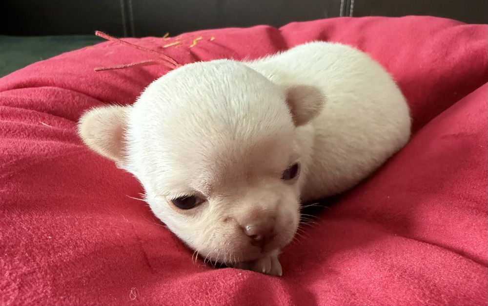 Chihuahua krotkowlosa sunia