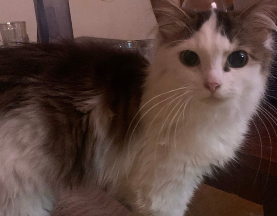 Віддаємо котика 1 рік