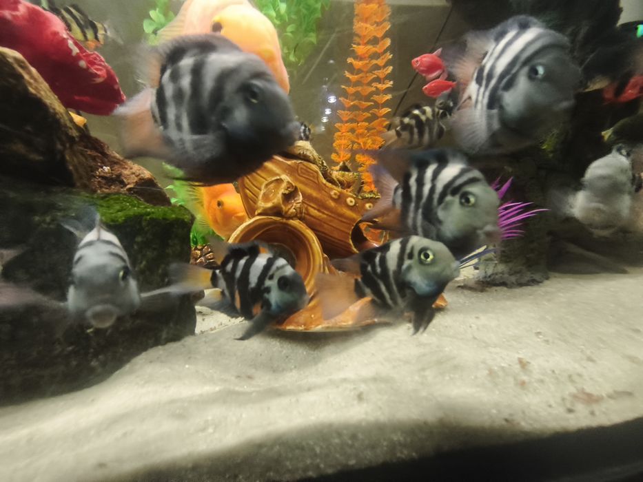 Сапфировый попугай