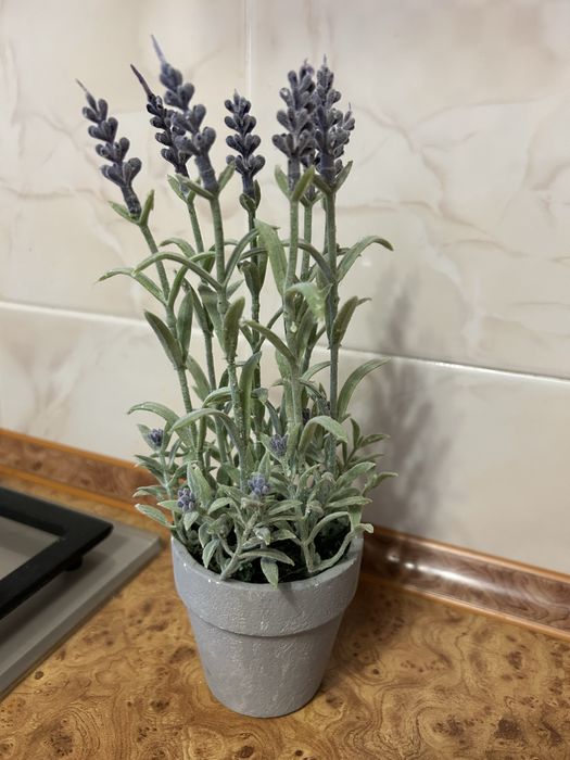 Квіти лаванди в горщику