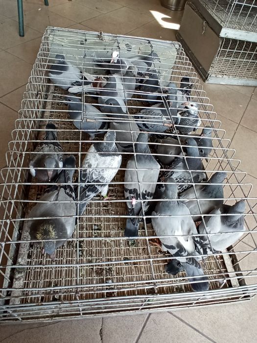 Likwidacja rozpłodu gołębie pocztowe