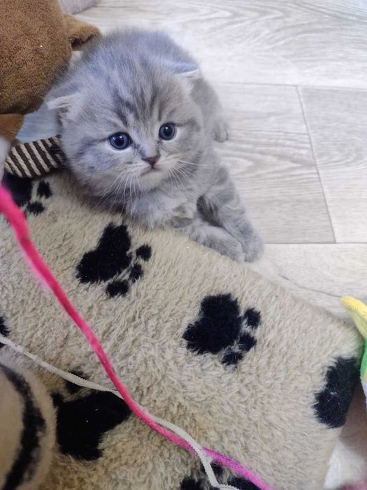 Шотландские котята!!!
