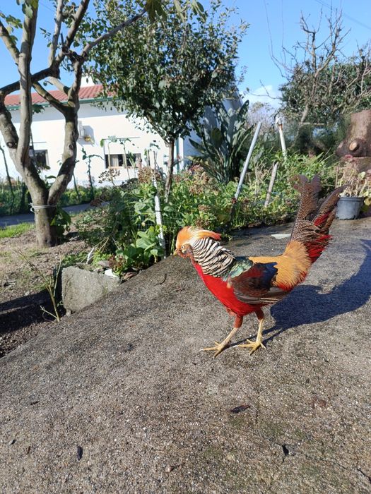 Faisão Dourado macho